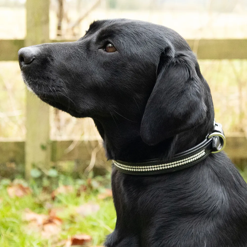 Benji & Flo Dazzling Diamante Dog Collar - Image 3