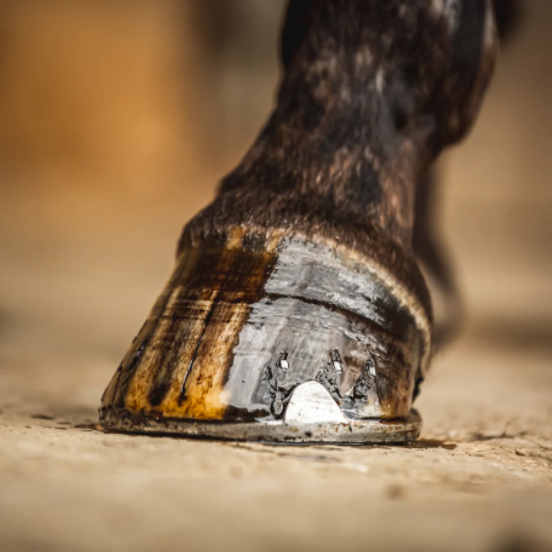 Carr & Day & Martin Cornucrescine Tea Tree Hoof Oil - Image 3