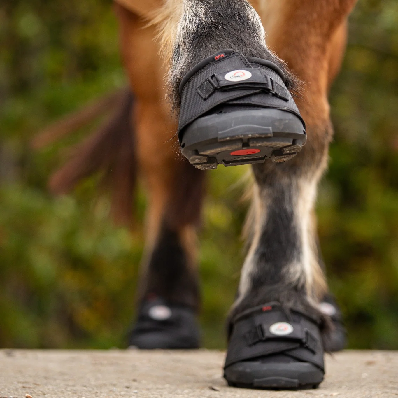 Cavallo Big Foot - Image 2