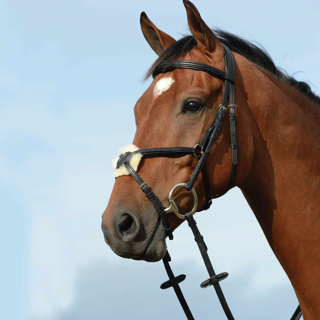 Collegiate Syntovia+ Raised Padded Figure 8 Bridle