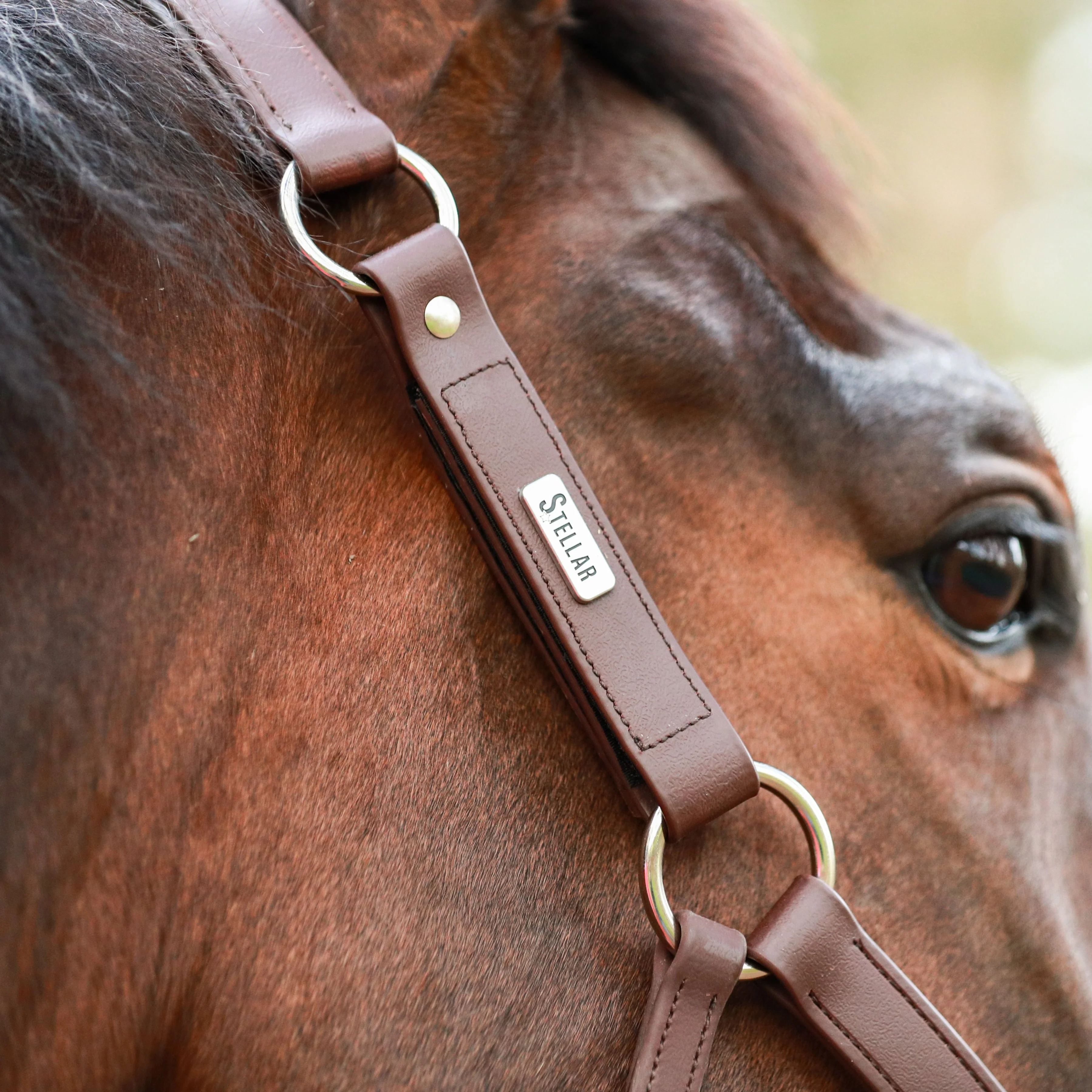 Equilibrium Stellar All-Weather Safety Headcollar - Image 8