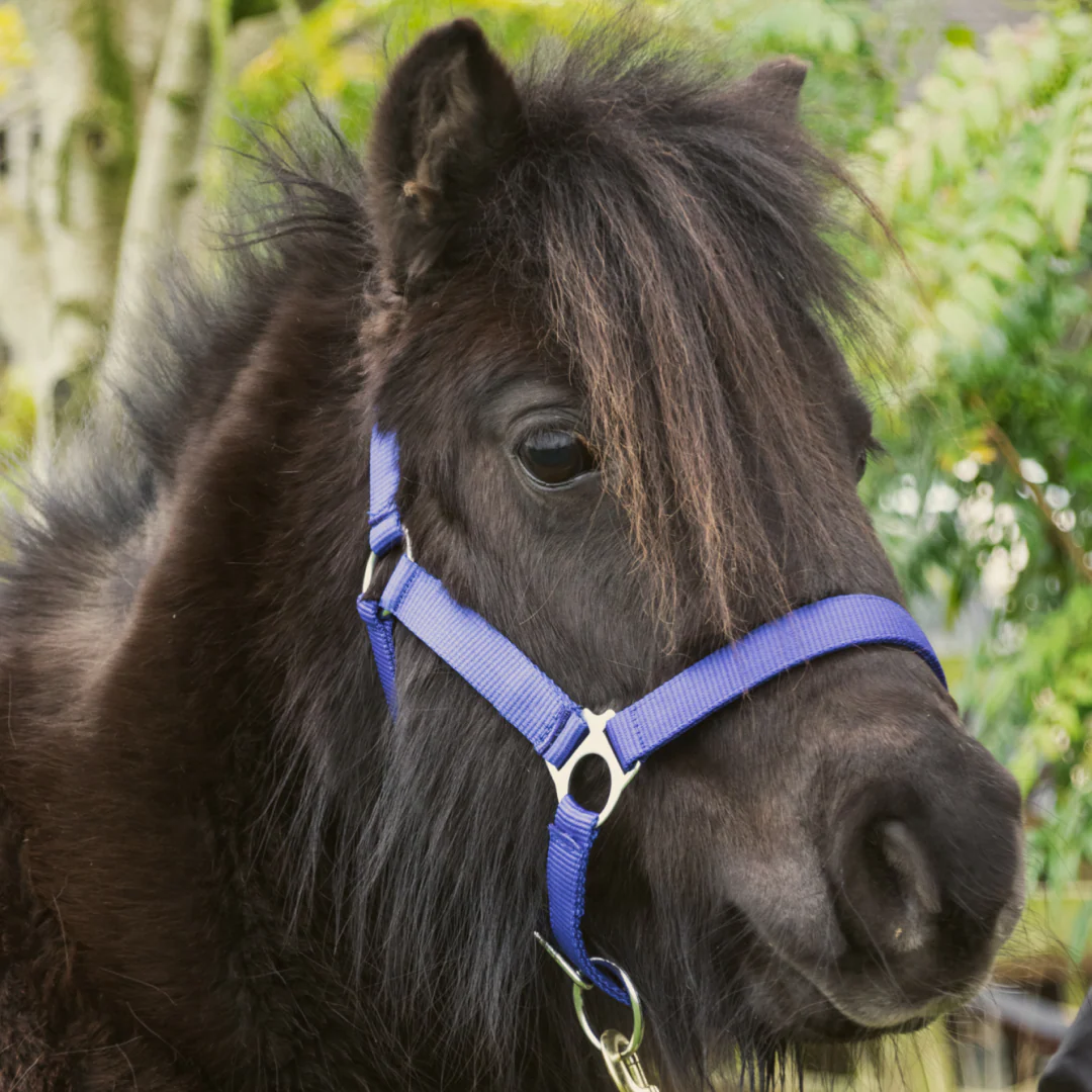 GS Equestrian Economy Head Collar - Image 23