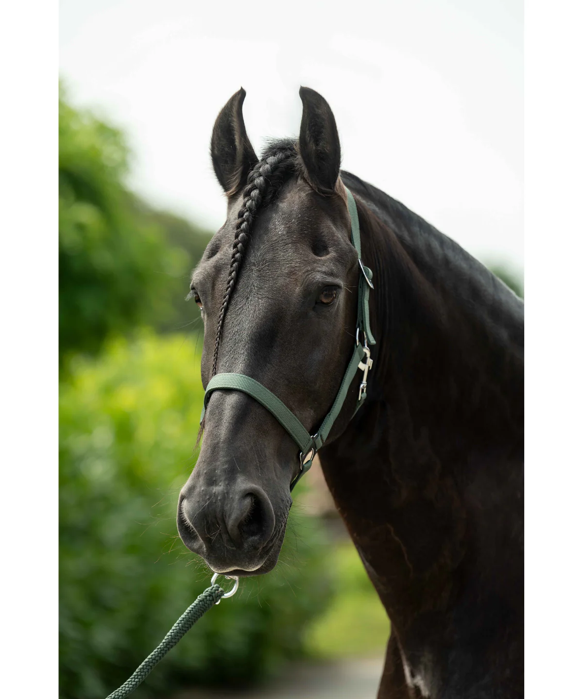 HKM Head Collar -Stars Economy- - Image 11