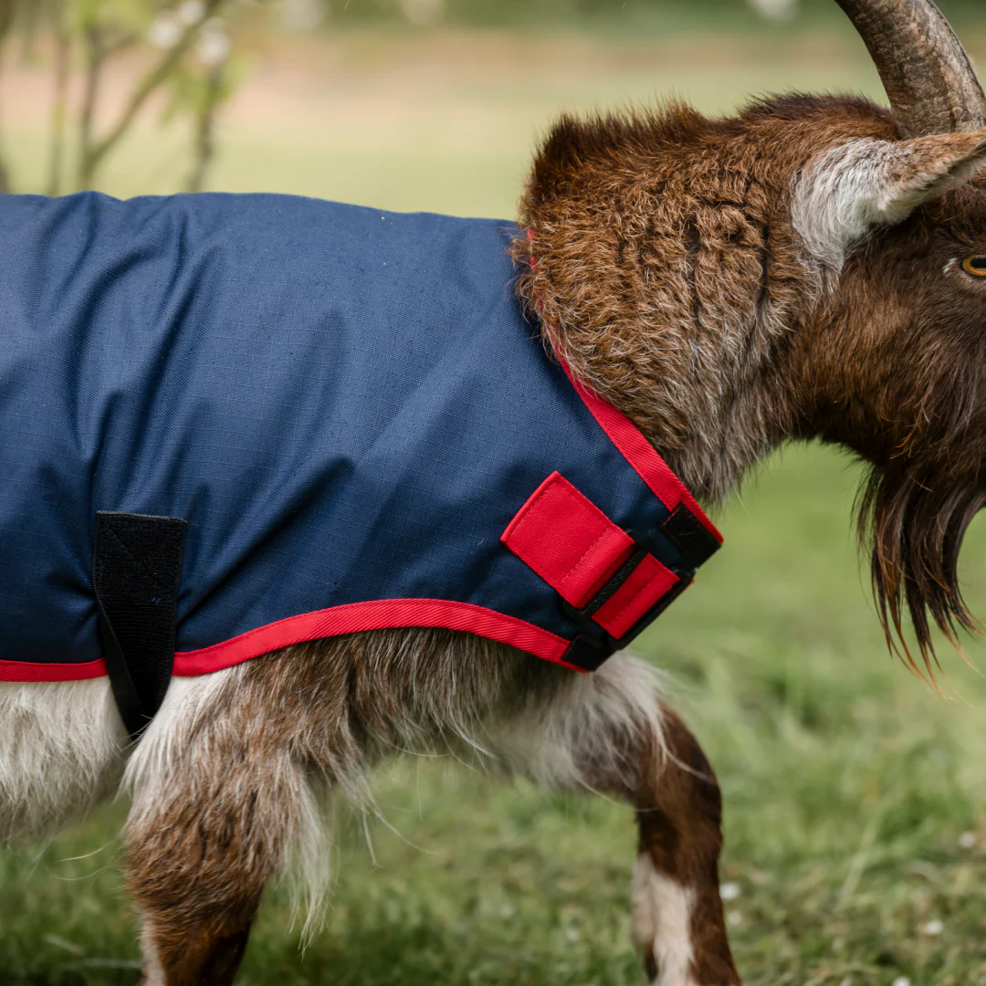 Horseware Ireland 200g Goat Coat - Image 2