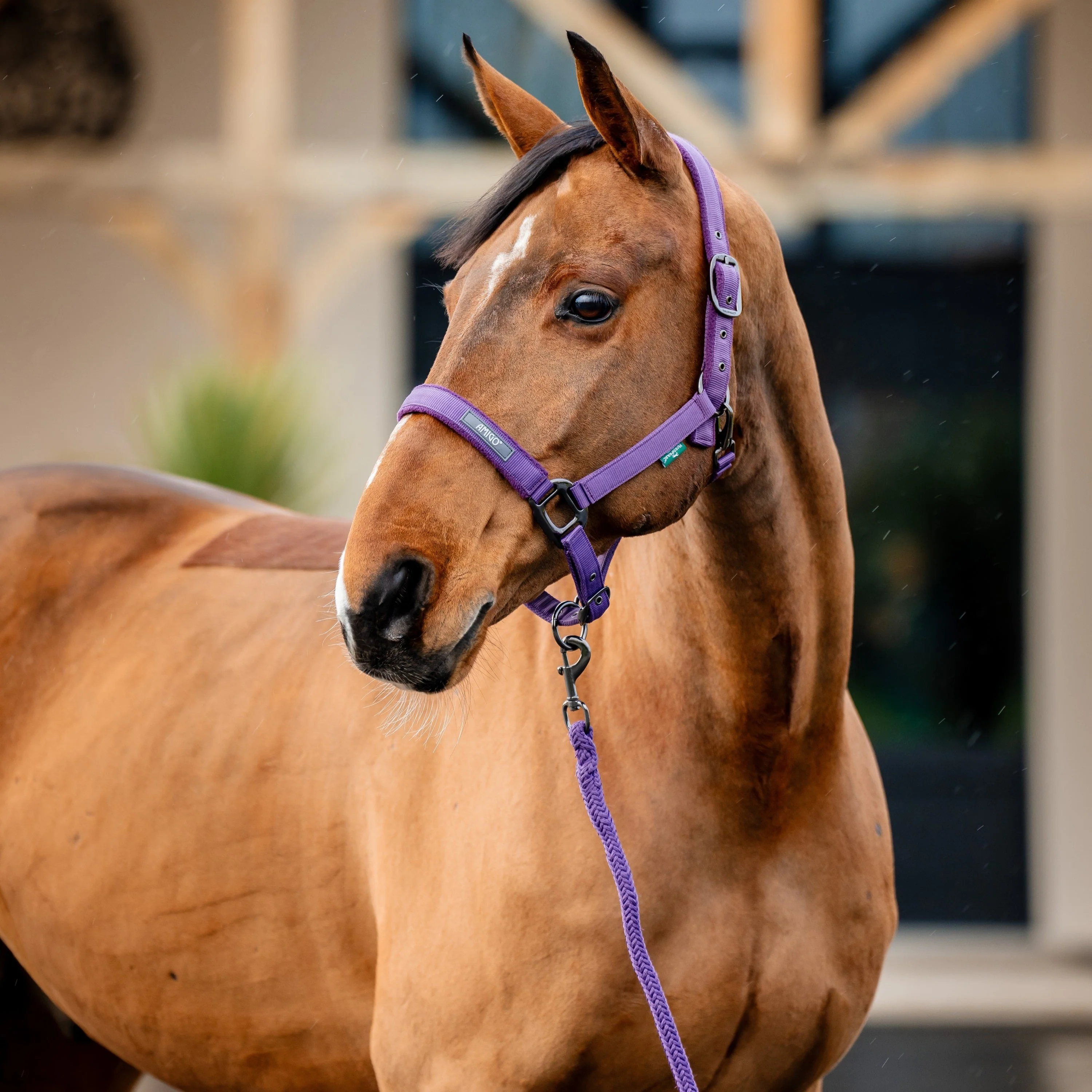 Horseware Ireland Amigo Headcollar & Leadrope Set - Image 39