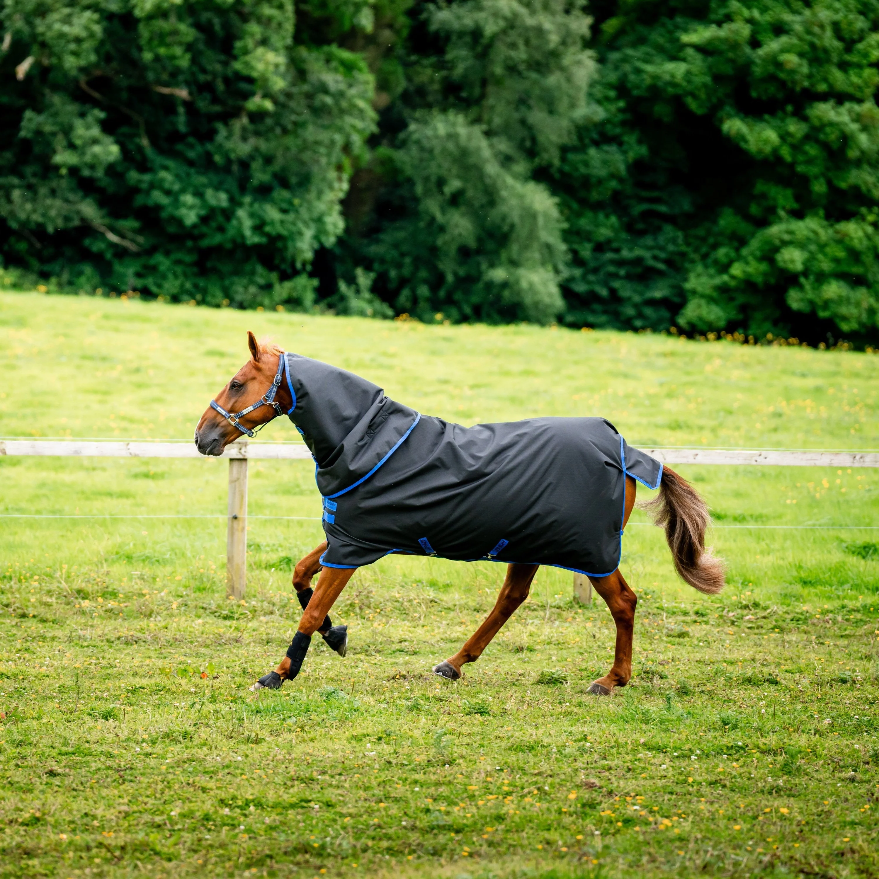 Horseware Ireland Amigo Ripstop 900 Plus 0g - Image 3