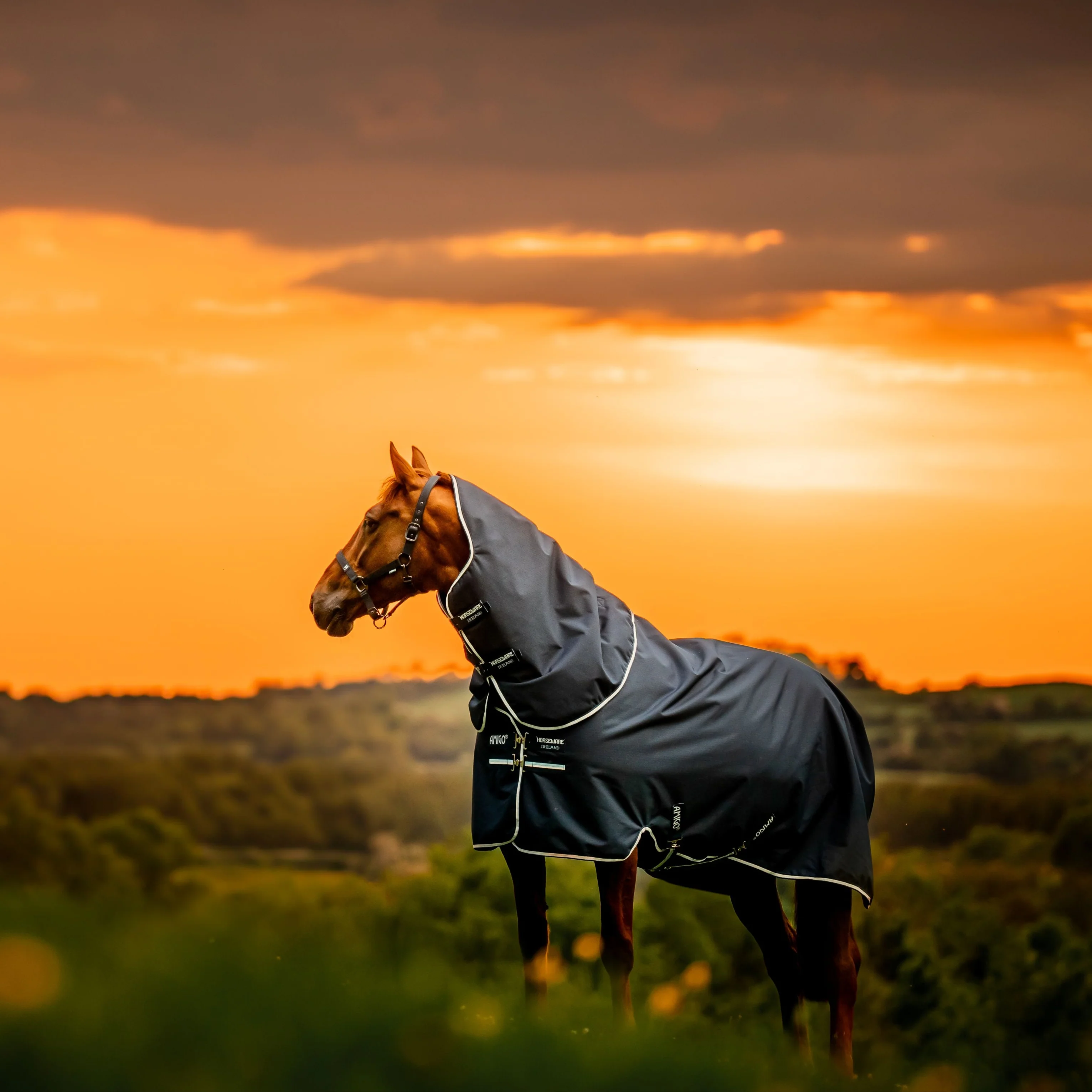 Horseware Ireland Amigo Ripstop 900 Plus 100g - Image 20