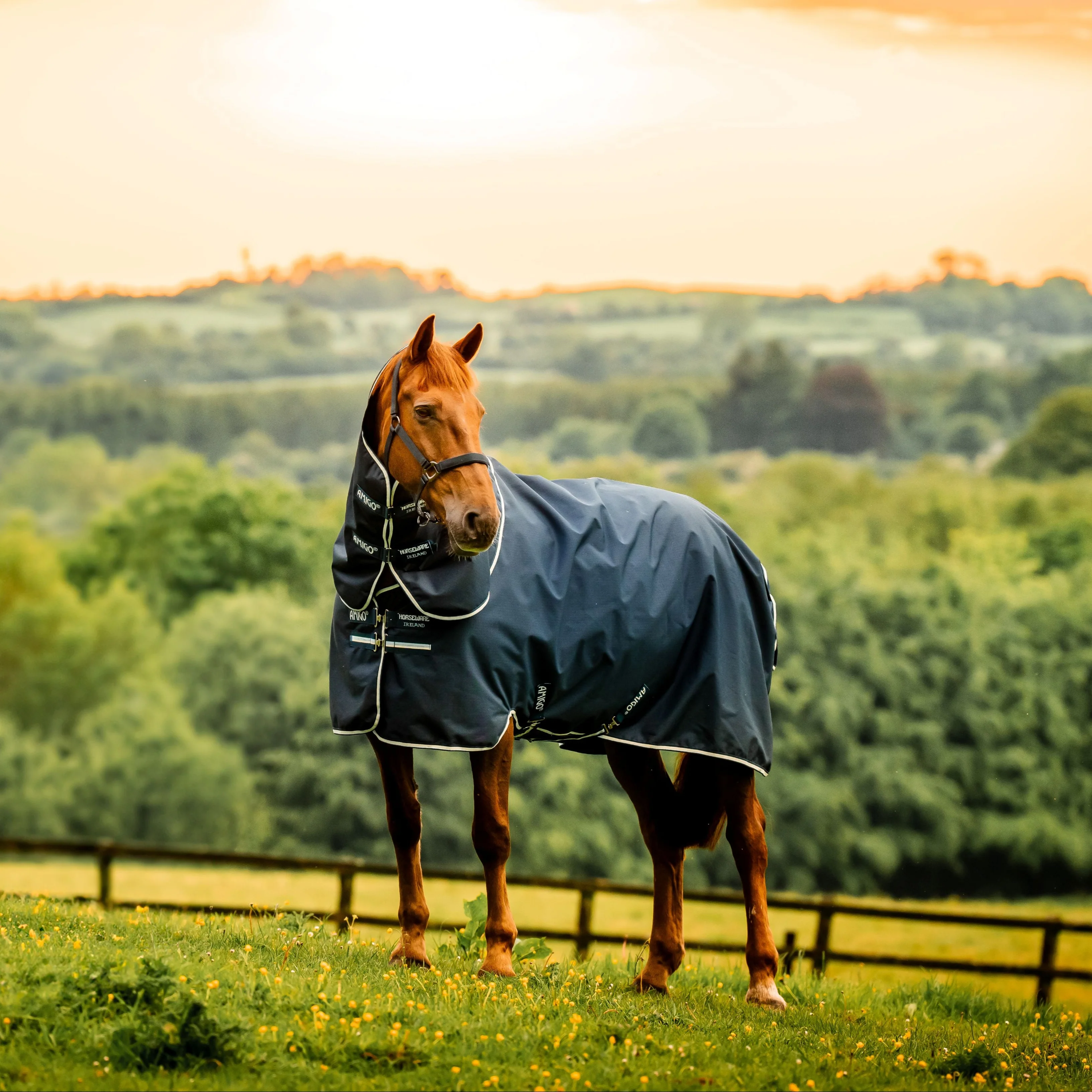 Horseware Ireland Amigo Ripstop 900 Plus 100g - Image 21