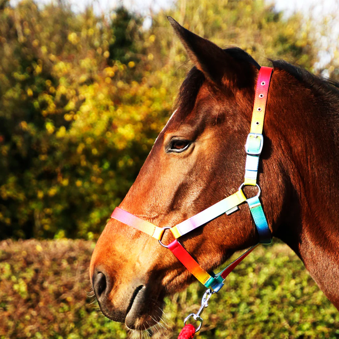 Hy Equestrian Ombre Head Collar & Lead Rope - Image 2
