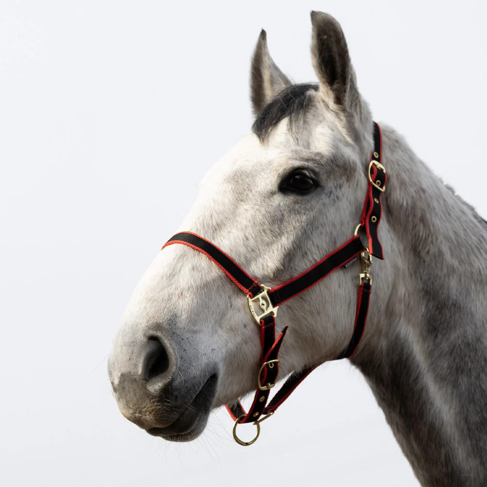 HyCONIC Head Collar - Image 3