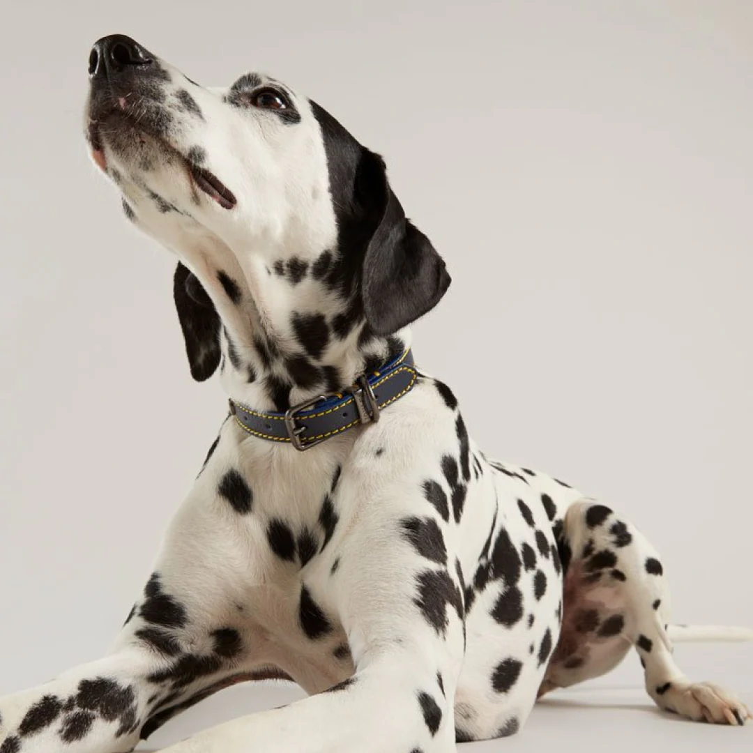 Joules Leather Dog Collar