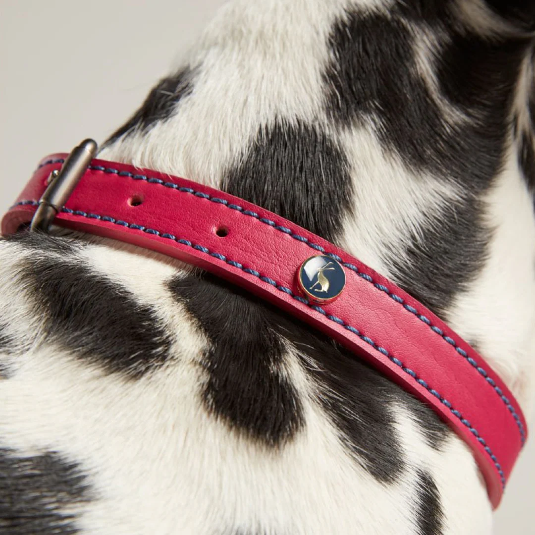 Joules Leather Dog Collar - Image 5