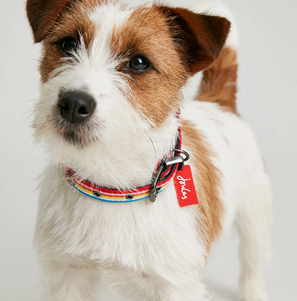 Joules Rainbow Stripe Dog Collar - Image 6