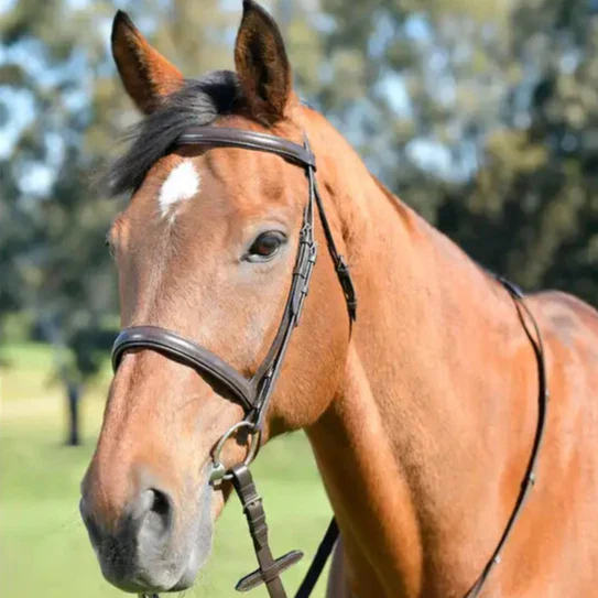 Kincade Classic Plain Raised Cavesson Bridle With Reins - Image 2