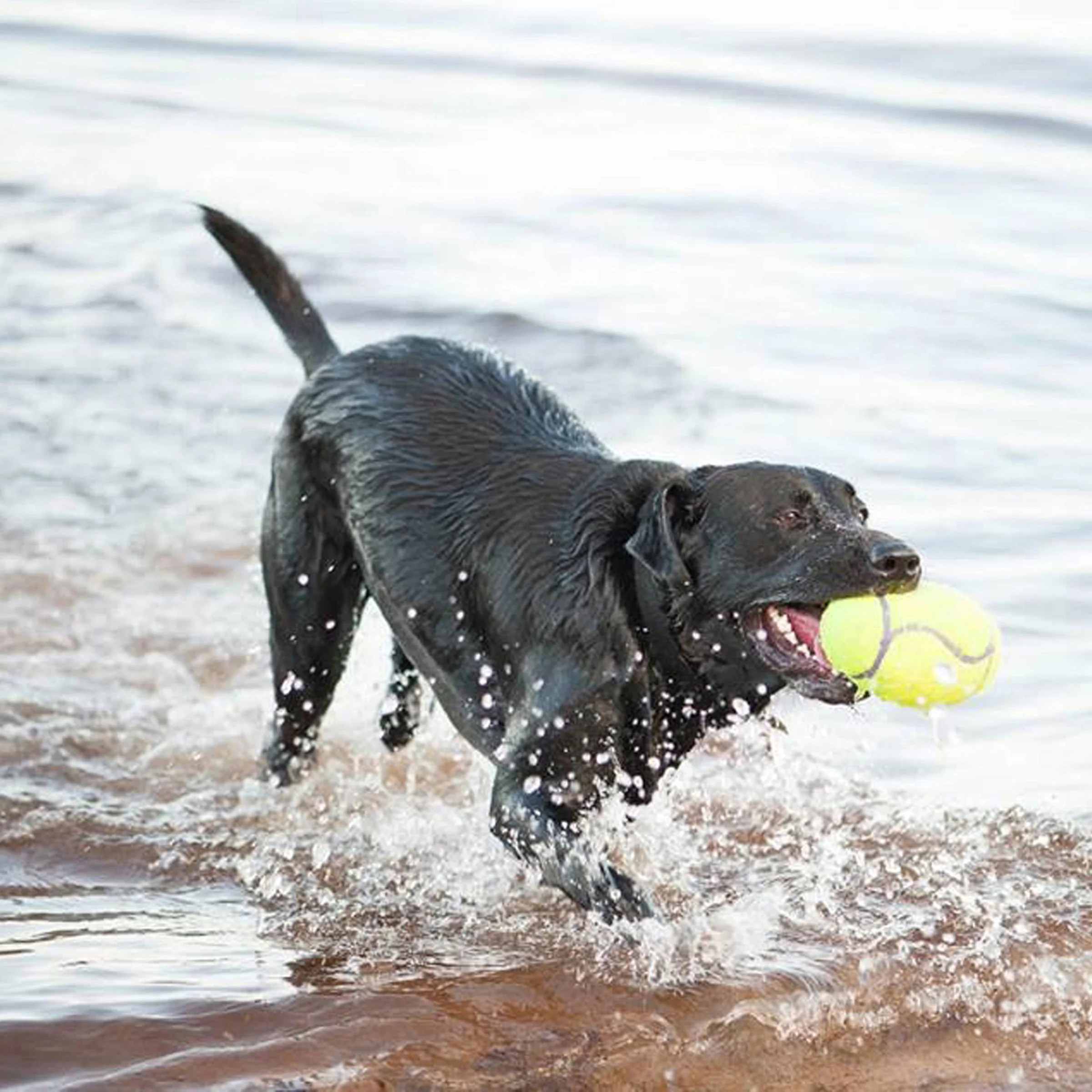 KONG Airdog Squeaker Dumbbell - Image 8