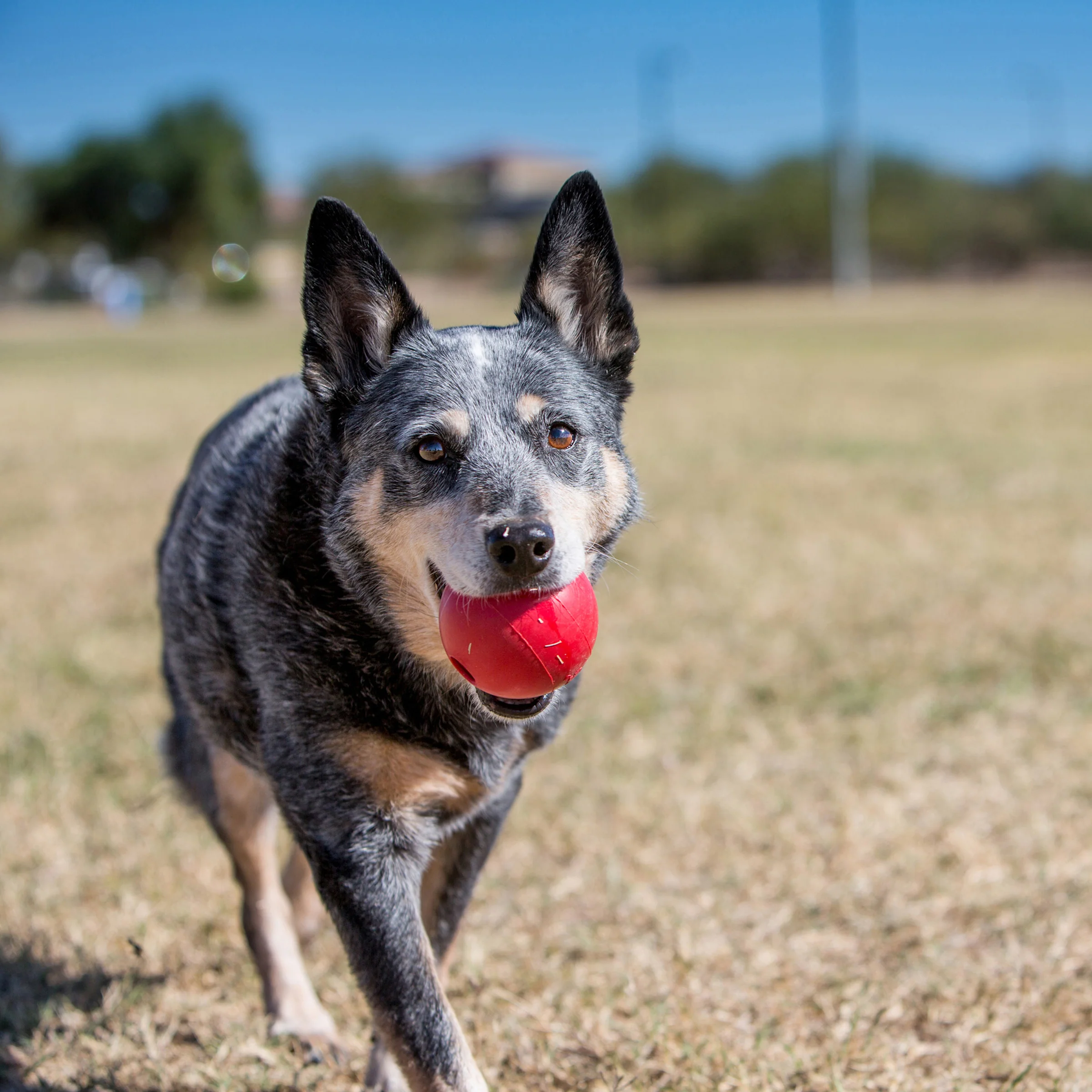 KONG Ball - Image 8