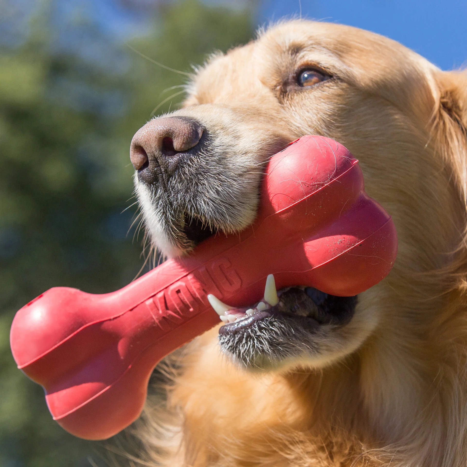 KONG Goodie Bone - Image 16