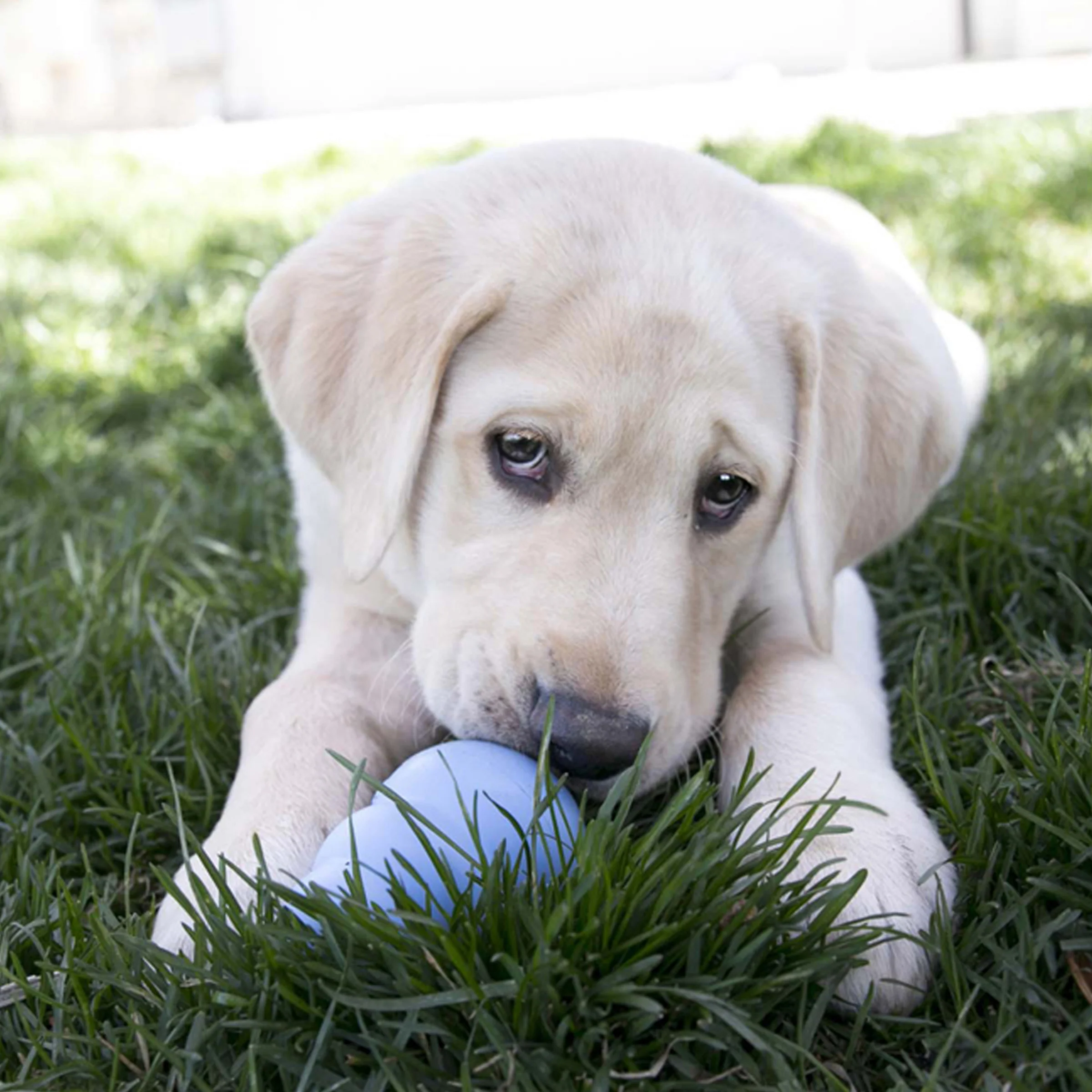 KONG Puppy - Image 7