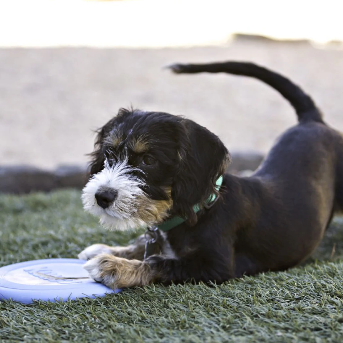 KONG Puppy Flyer - Image 6