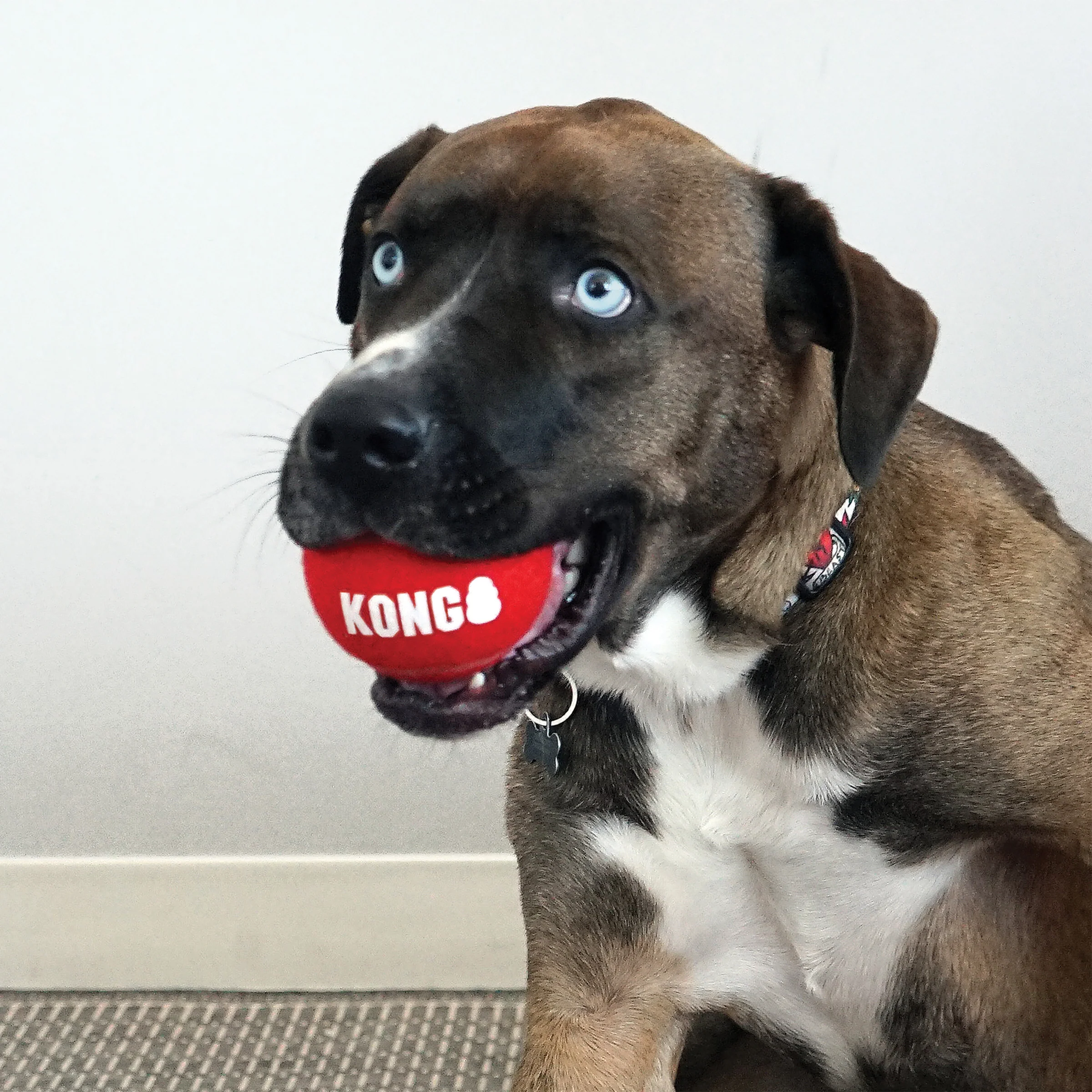 KONG Signature Sport Balls - Image 15