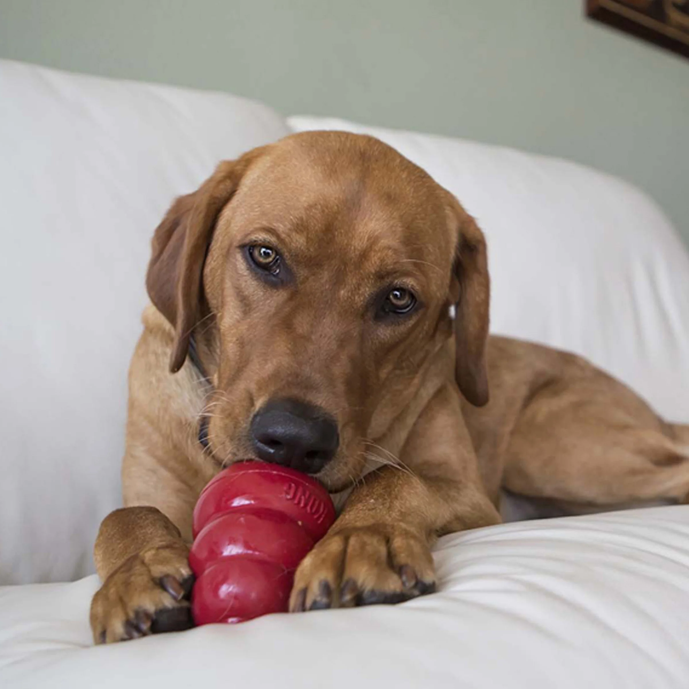 KONG Snacks - Image 17