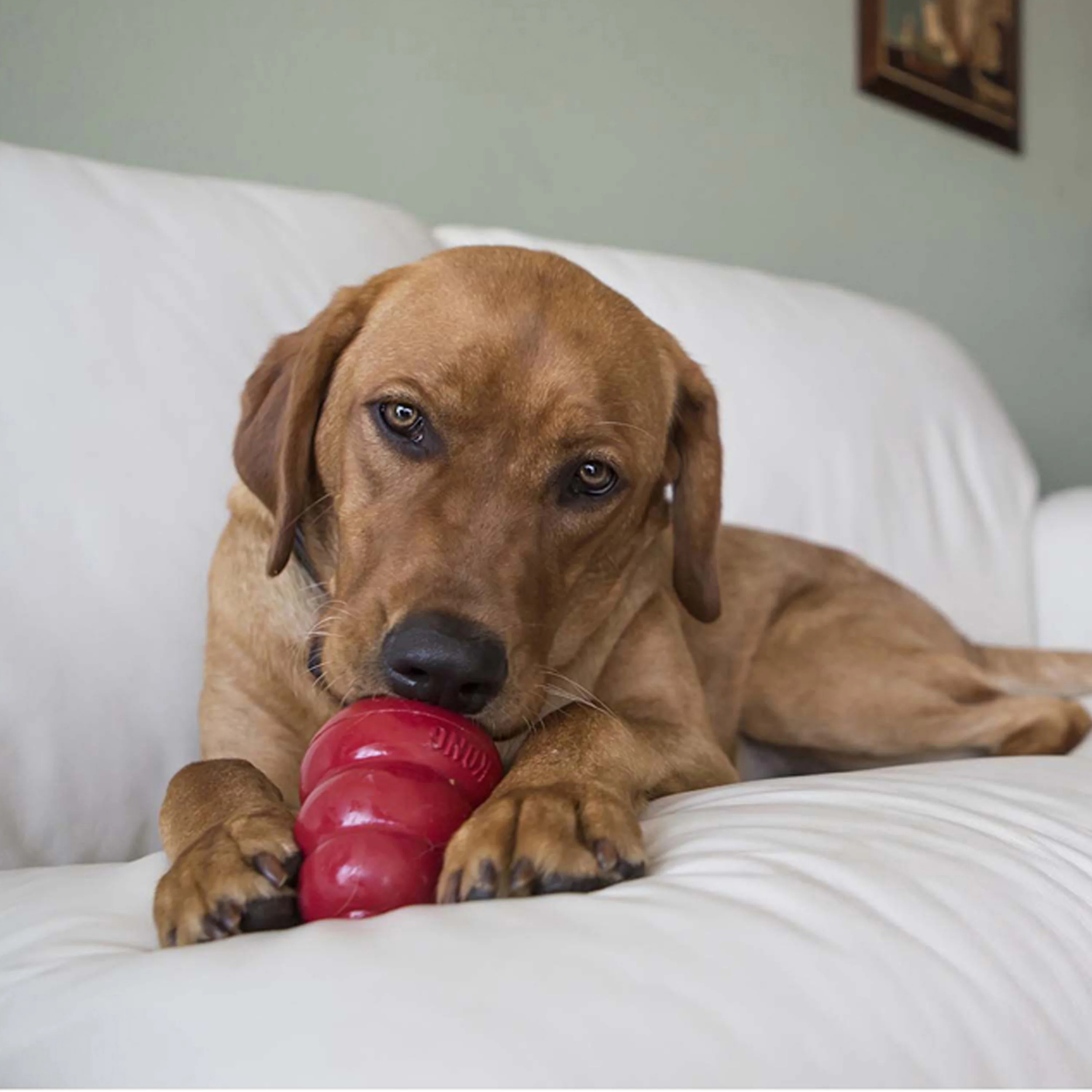 KONG Snacks - Image 5