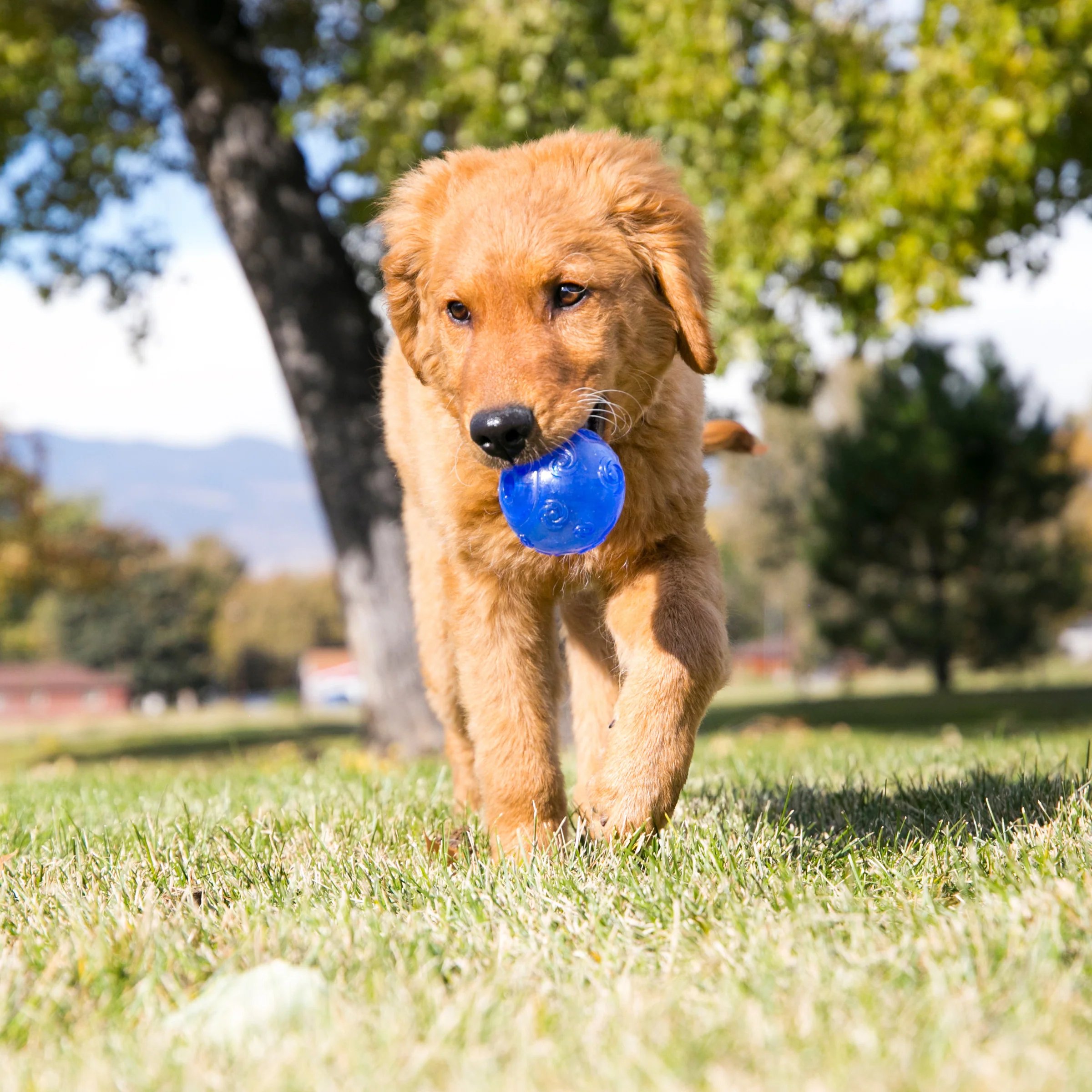 KONG Squeezz Ball - Image 5