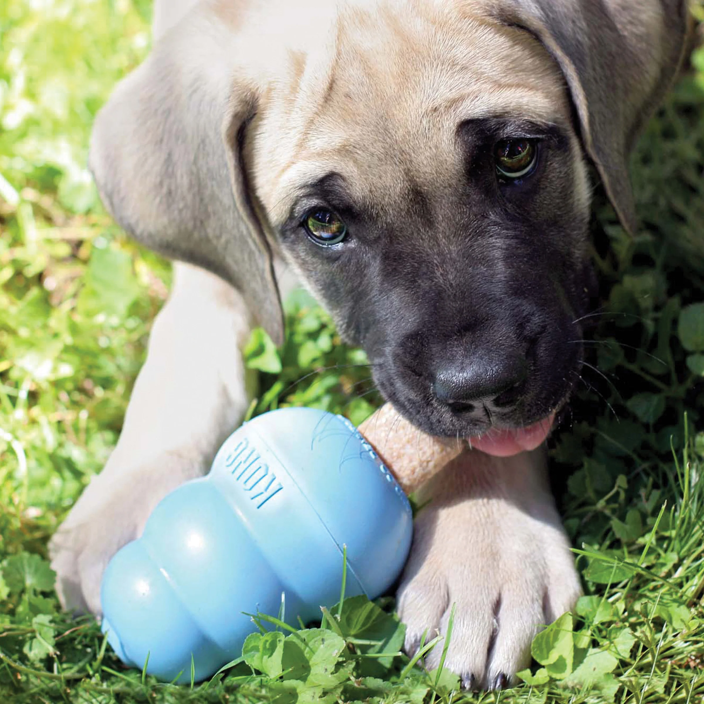 KONG Ziggies Enhanced Chews Puppy - Image 10