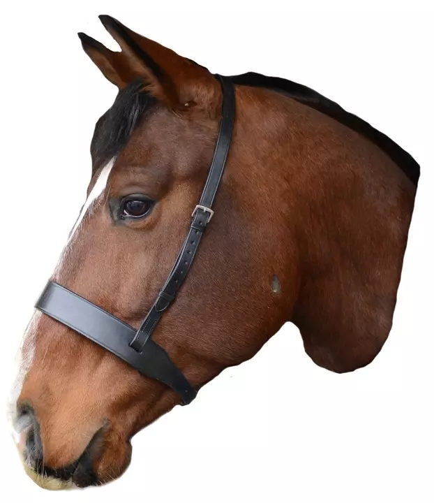 Mackey Classic Wide Flat Cavesson Noseband - Image 2