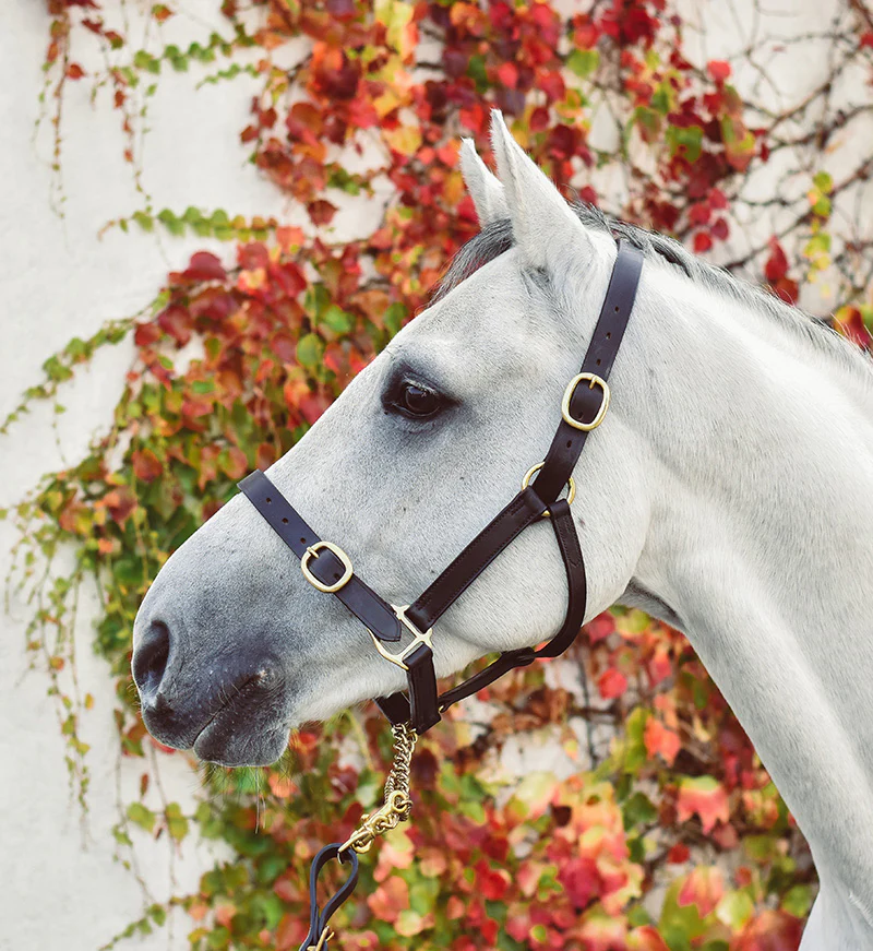 Mackey Equisential Leather Headcollar - Image 2