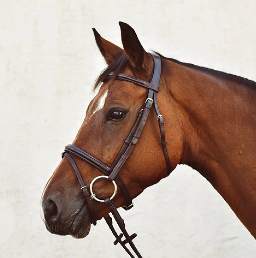 Mackey Legend Flash Bridle - Image 2