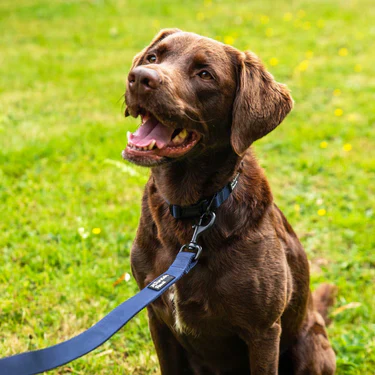 Mountain Paws Extra Tough Dog Collar - Image 5