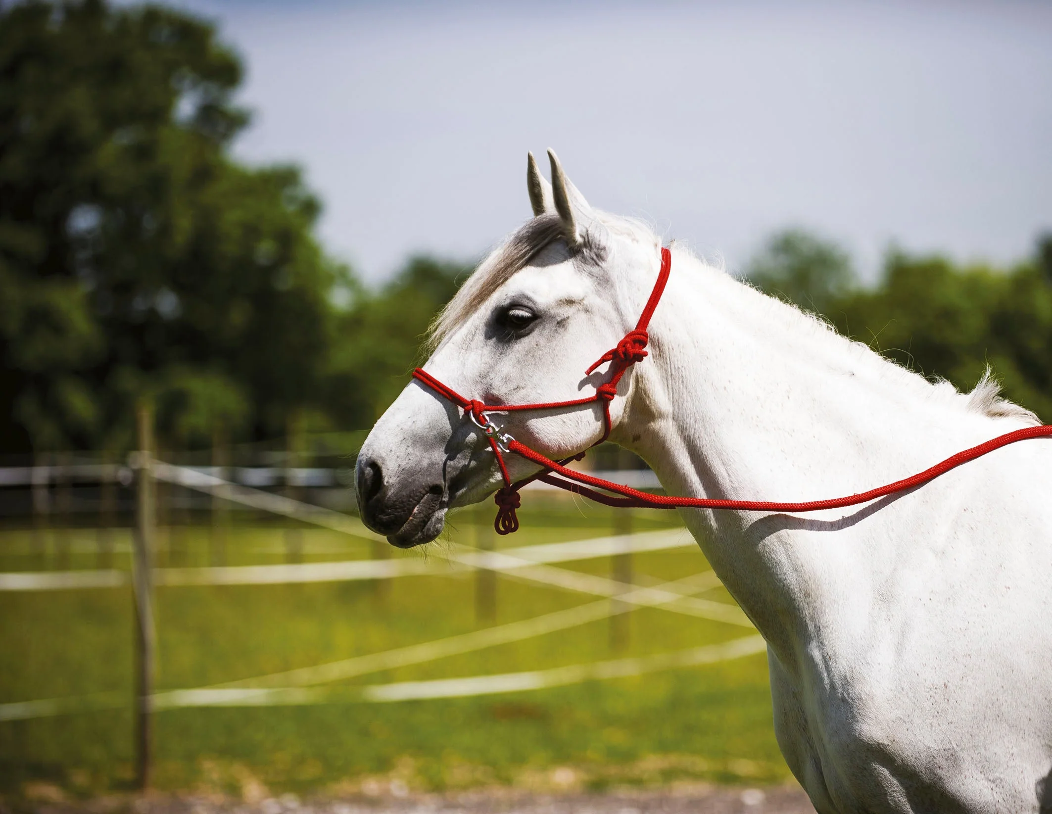 Norton Ethological Headcollar With Reins - Image 7