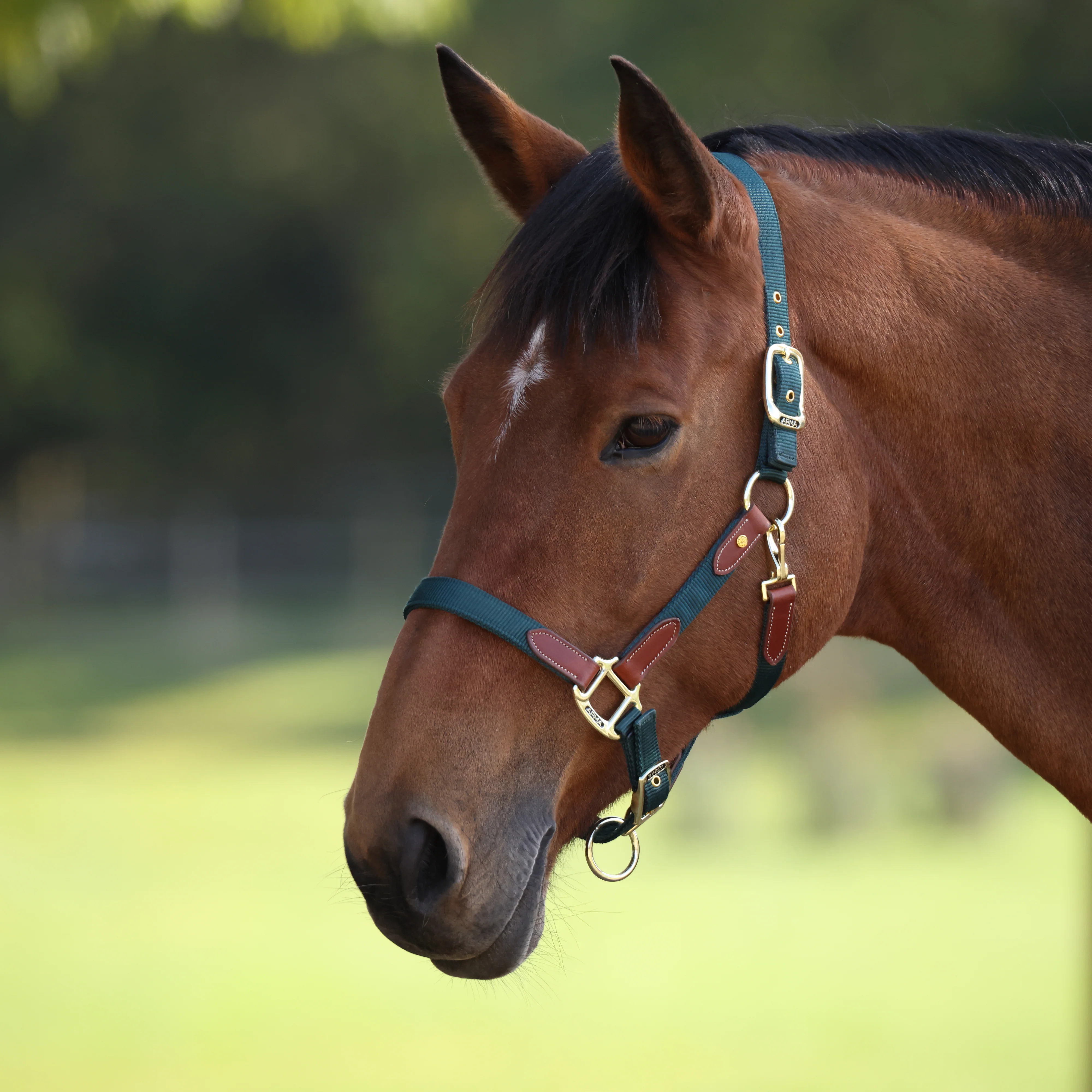 Shires ARMA Porto Headcollar - Image 21