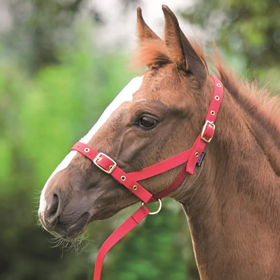 Shires Nylon Foal Slip - Image 3