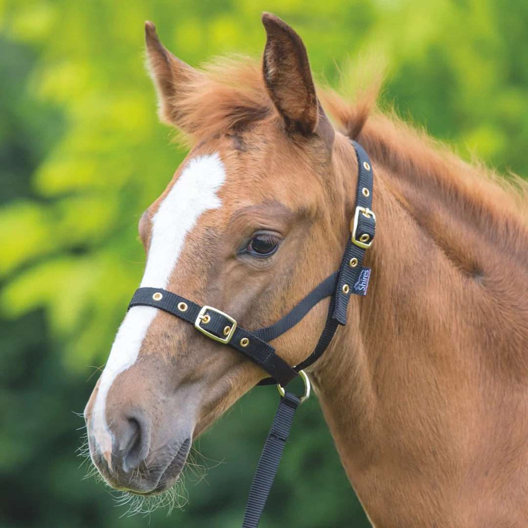 Shires Nylon Foal Slip - Image 4