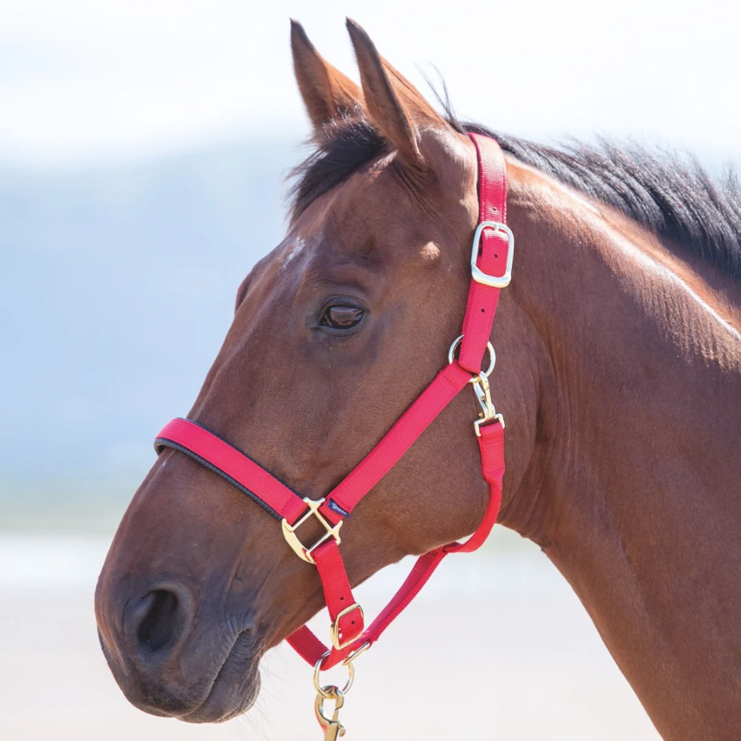 Shires Topaz Nylon Headcollar - Image 6