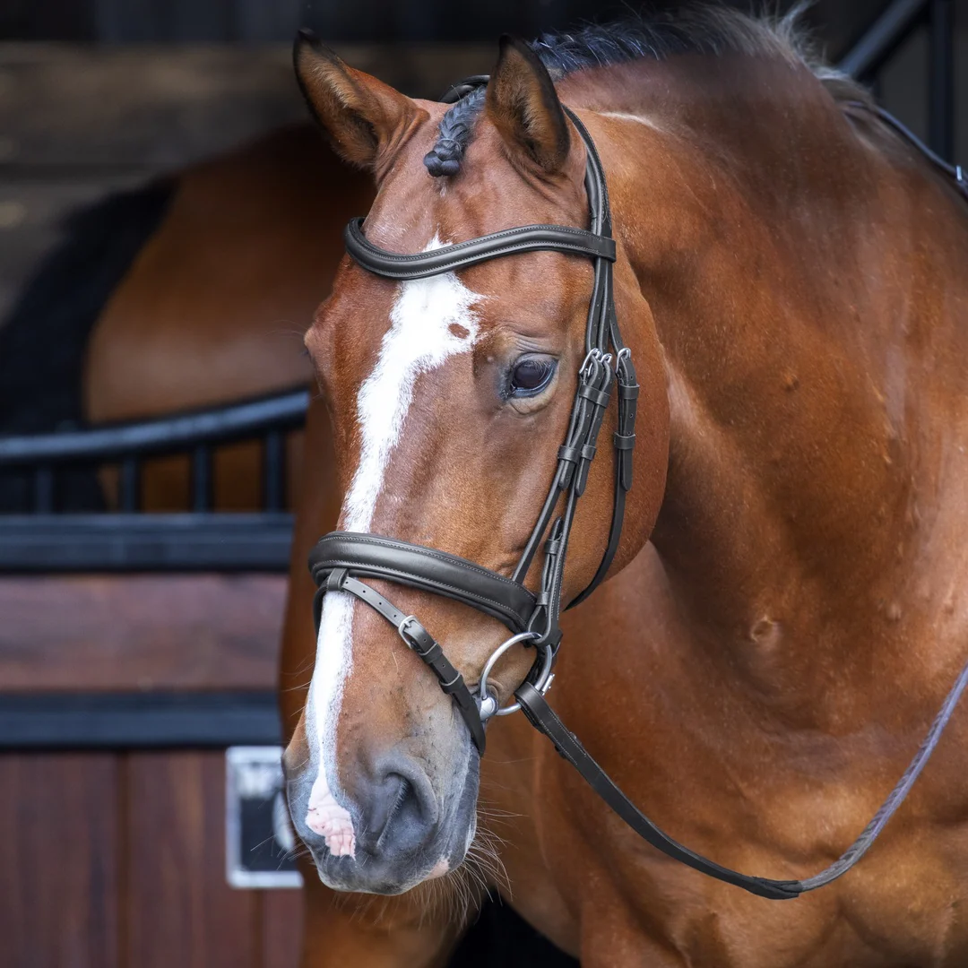 Shires Velociti RAPIDA Dressage Flash Bridle
