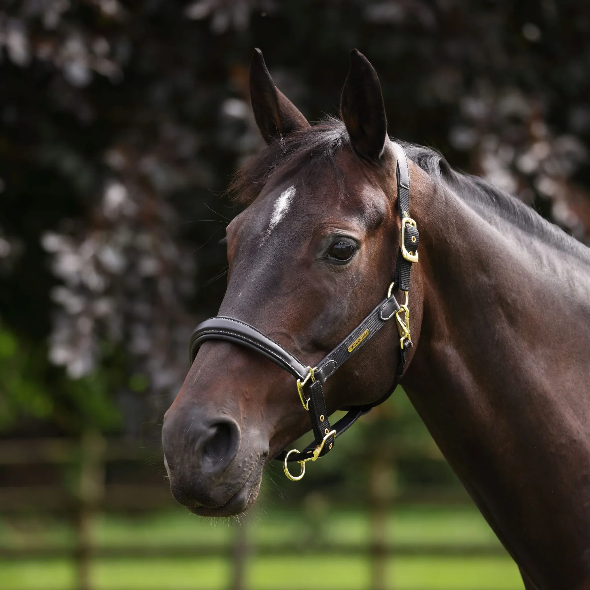 Shires Velociti Lusso Padded Leather Headcollar - Image 2