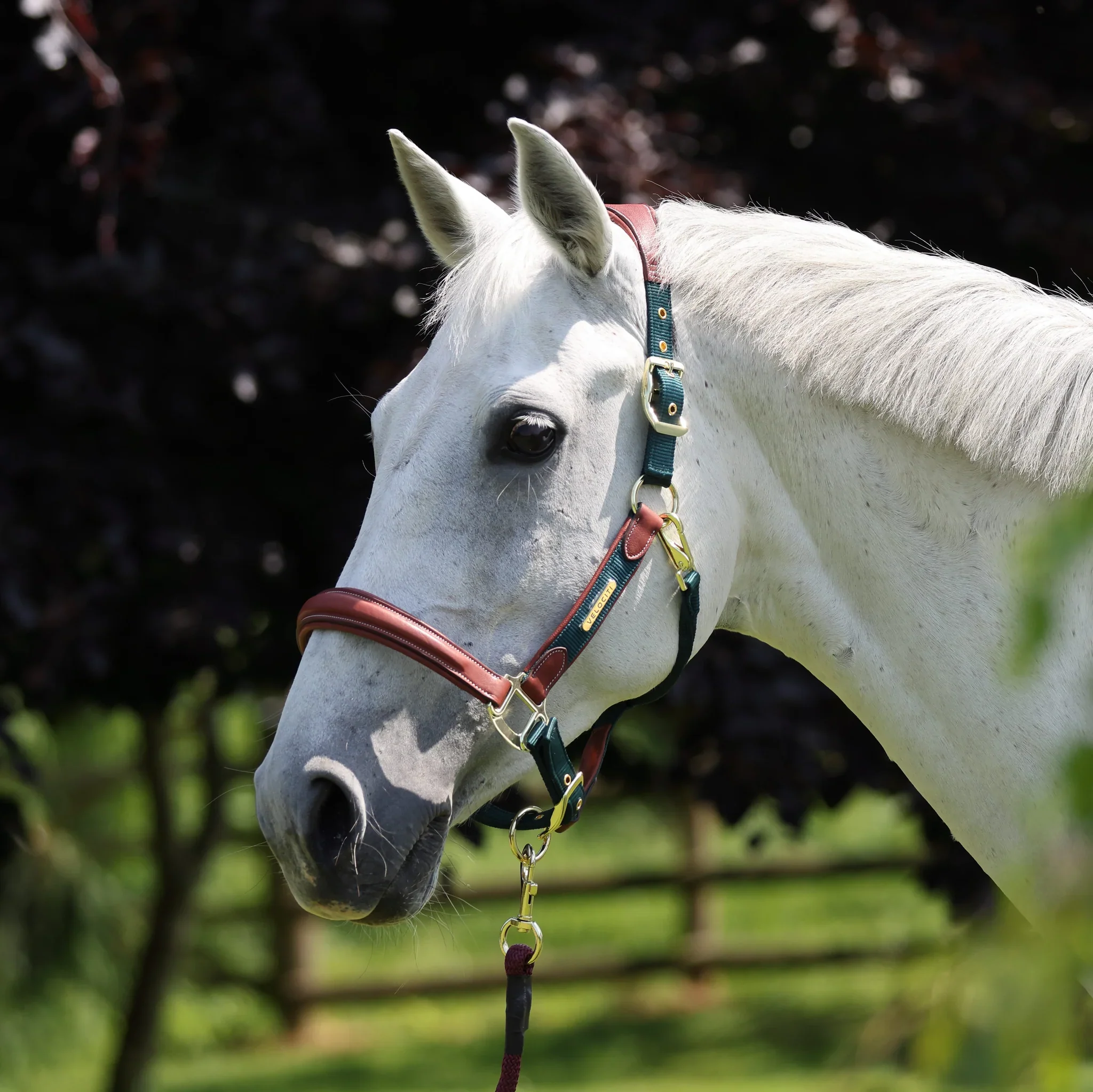 Shires Velociti Lusso Padded Leather Headcollar - Image 6
