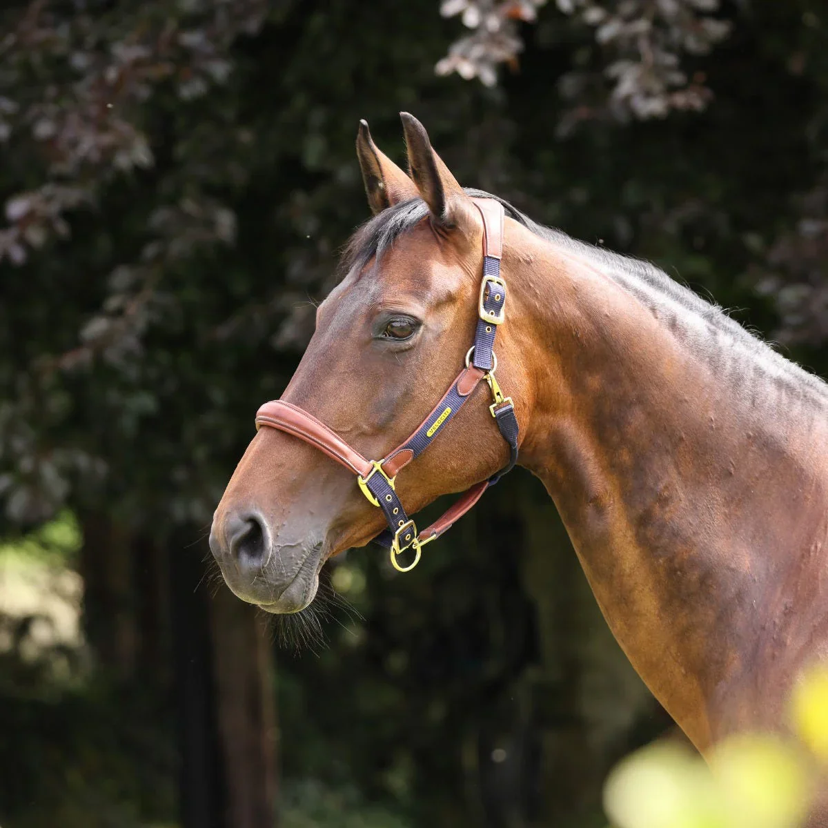 Shires Velociti Lusso Padded Leather Headcollar - Image 8