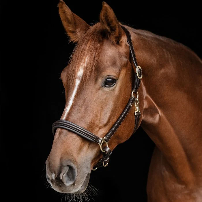 Waldhausen Classy S-Line Halter - Image 6