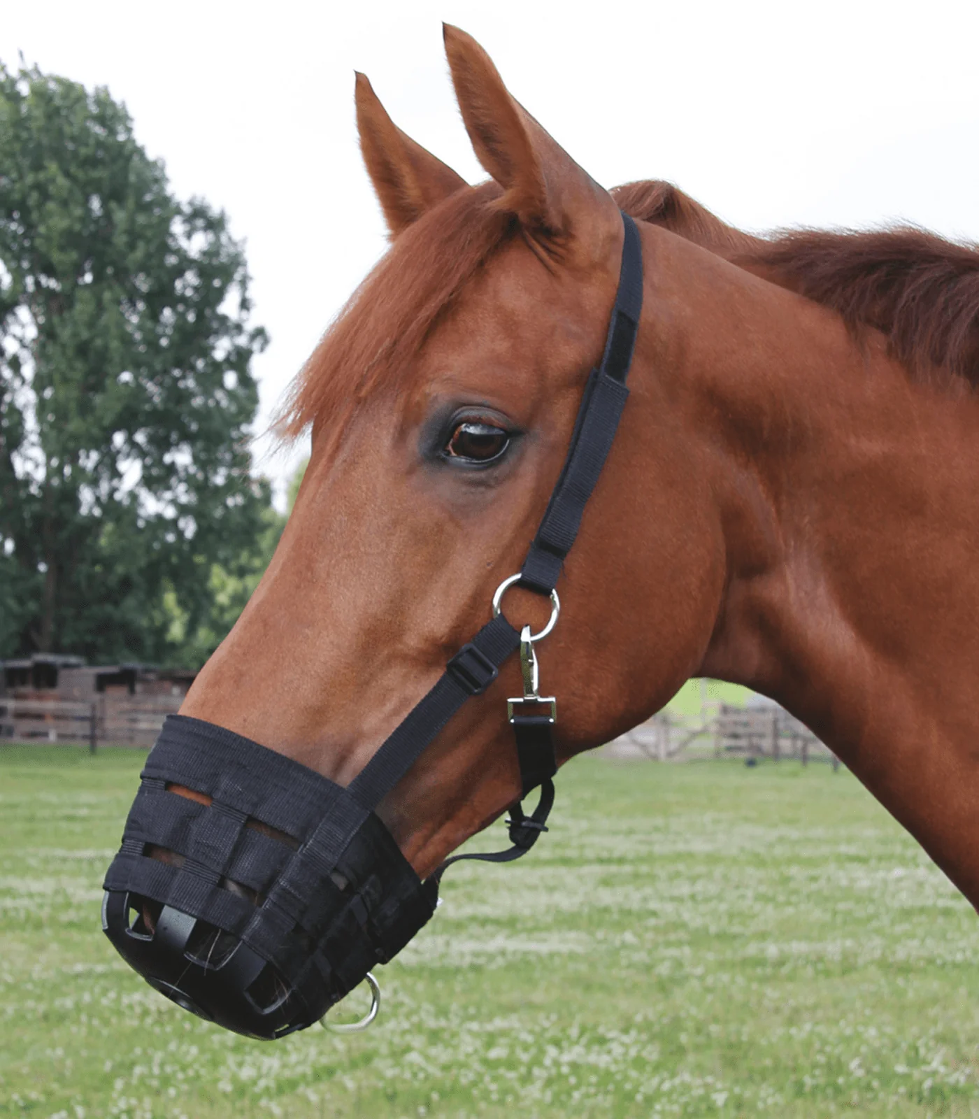 Waldhausen Grazing Muzzle - Image 2