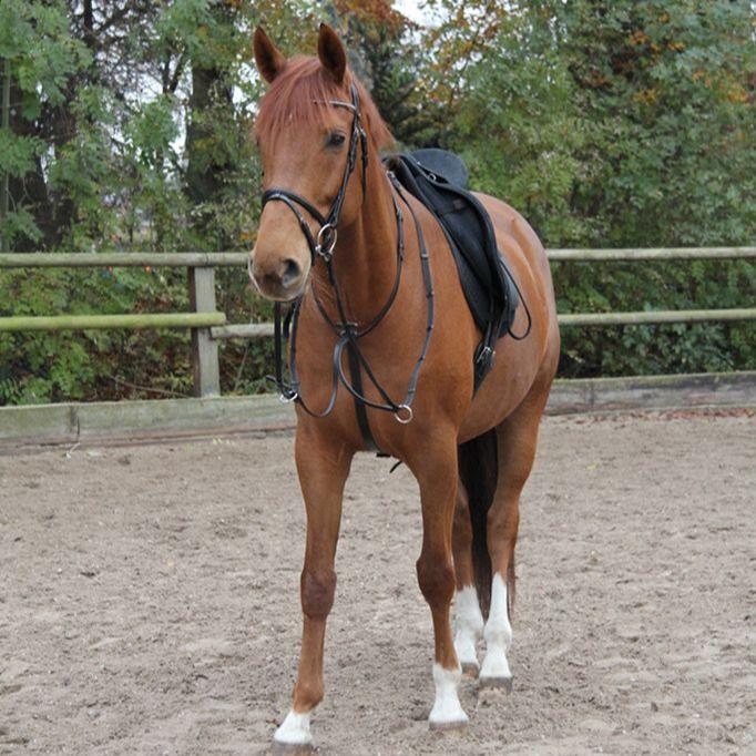 STAR Martingale - Image 2