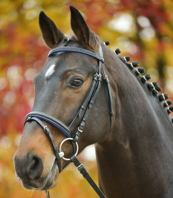 Waldhausen Star Diamond Bridle - Image 2