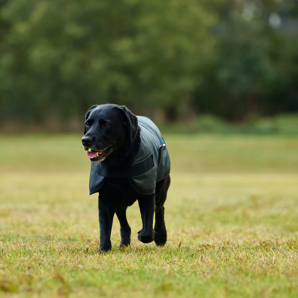 Weatherbeeta Comfitec Classic Waterproof Dog Coat - Image 14