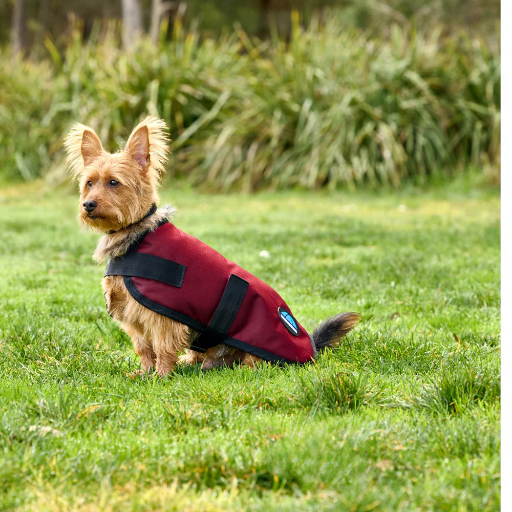 Weatherbeeta Comfitec Classic Waterproof Dog Coat - Image 3
