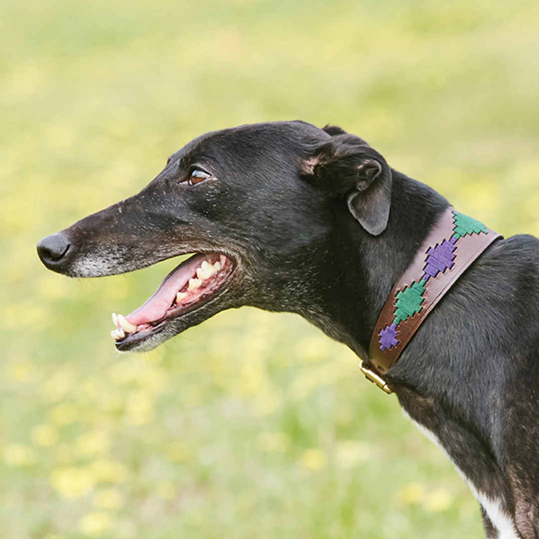 Weatherbeeta Lurcher Polo Leather Dog Collar - Image 3