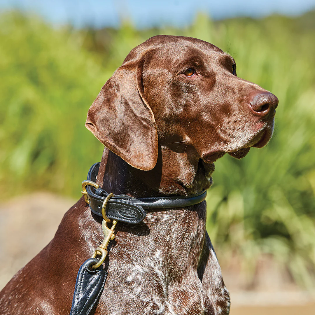 Weatherbeeta Rolled Leather Dog Collar - Image 2