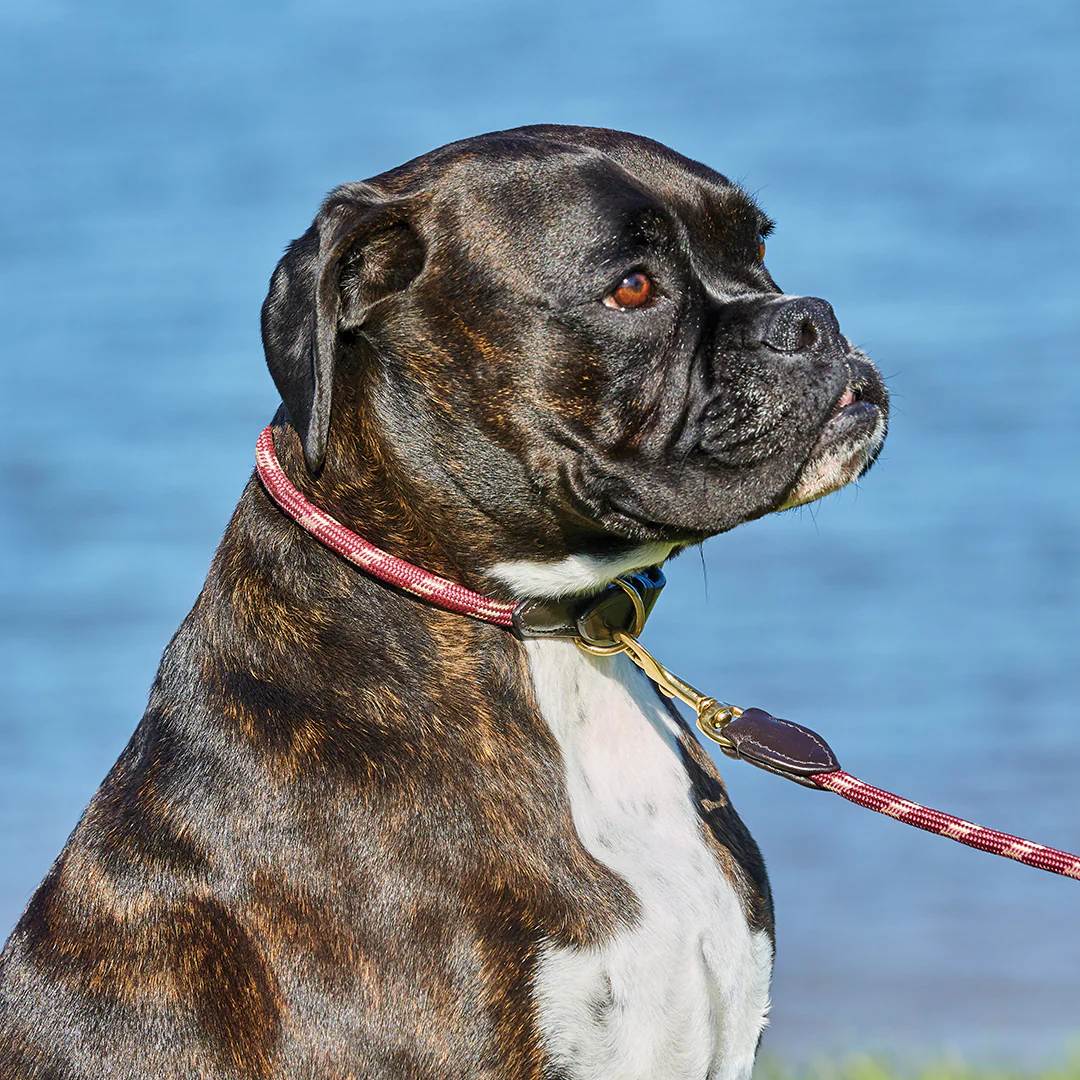 Weatherbeeta Rope Leather Dog Collar - Image 2